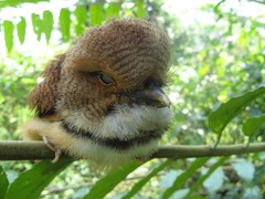 Bucco capensis