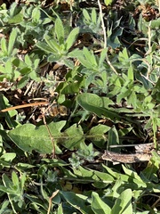 Apis mellifera