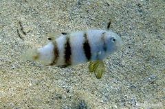 Iniistius aneitensis