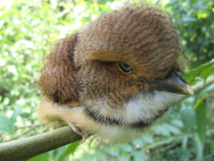 Bucco capensis