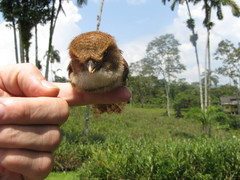 Bucco capensis