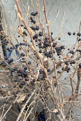 Sambucus racemosa melanocarpa
