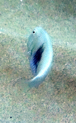 Iniistius umbrilatus