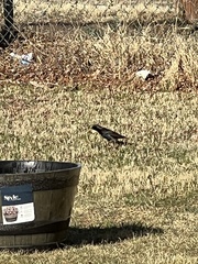 Sturnus vulgaris