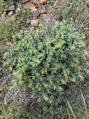 Lithospermum californicum