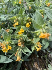Lithospermum californicum