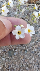 Leptosiphon chrysanthus decorus