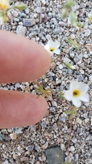 Leptosiphon chrysanthus decorus
