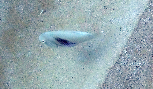 Shadow razorfish (Iniistius umbrilatus) — Labridae — 5