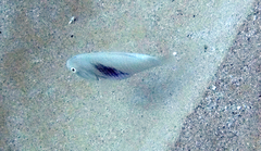 Iniistius umbrilatus