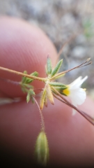 Leptosiphon chrysanthus decorus