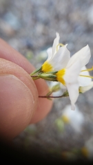 Leptosiphon chrysanthus decorus