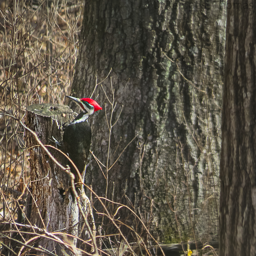 Pileated Woodpecker photographed in Rhode Island