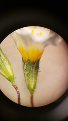 Leptosiphon chrysanthus decorus