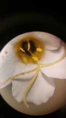Leptosiphon chrysanthus decorus