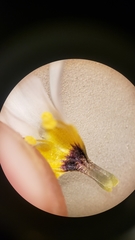 Leptosiphon chrysanthus decorus