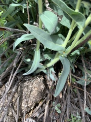 Lithospermum californicum