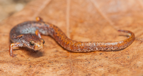 Four-toed Salamander