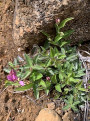 Rhinotropis californica