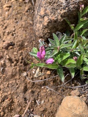 Rhinotropis californica