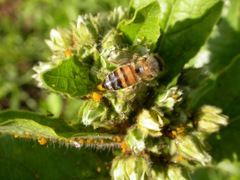 Apis mellifera
