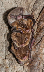 Myotis austroriparius