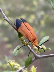 Lycus arizonensis