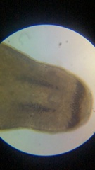 Macrostomum