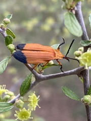 Lycus arizonensis