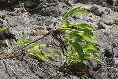 Solidago azorica
