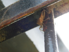 Physomerus grossipes