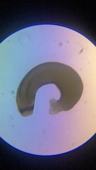 Macrostomum