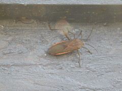 Physomerus grossipes