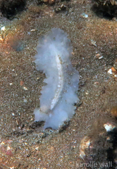 Pericelis hymanae