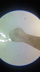 Macrostomum