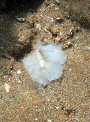 Pericelis hymanae