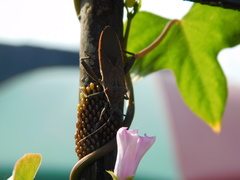 Physomerus grossipes