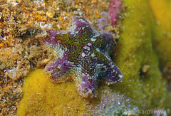 Aquilonastra anomala