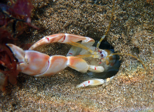 Corallianassa borradailei observed 2018-12-10