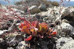 Micranthes punctata
