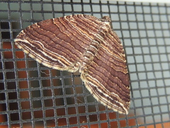 Anticlea multiferata