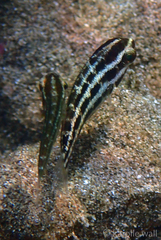 Chlorurus spilurus