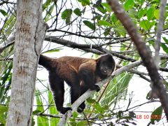Sapajus robustus