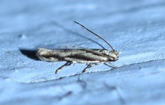 Melanocinclis lineigera