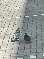 Columba livia domestica