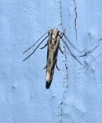 Melanocinclis lineigera