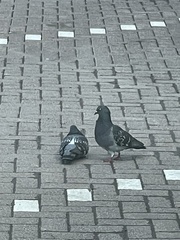 Columba livia domestica