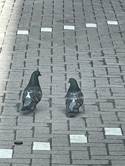 Columba livia domestica
