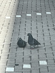 Columba livia domestica