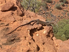 Varanus tristis